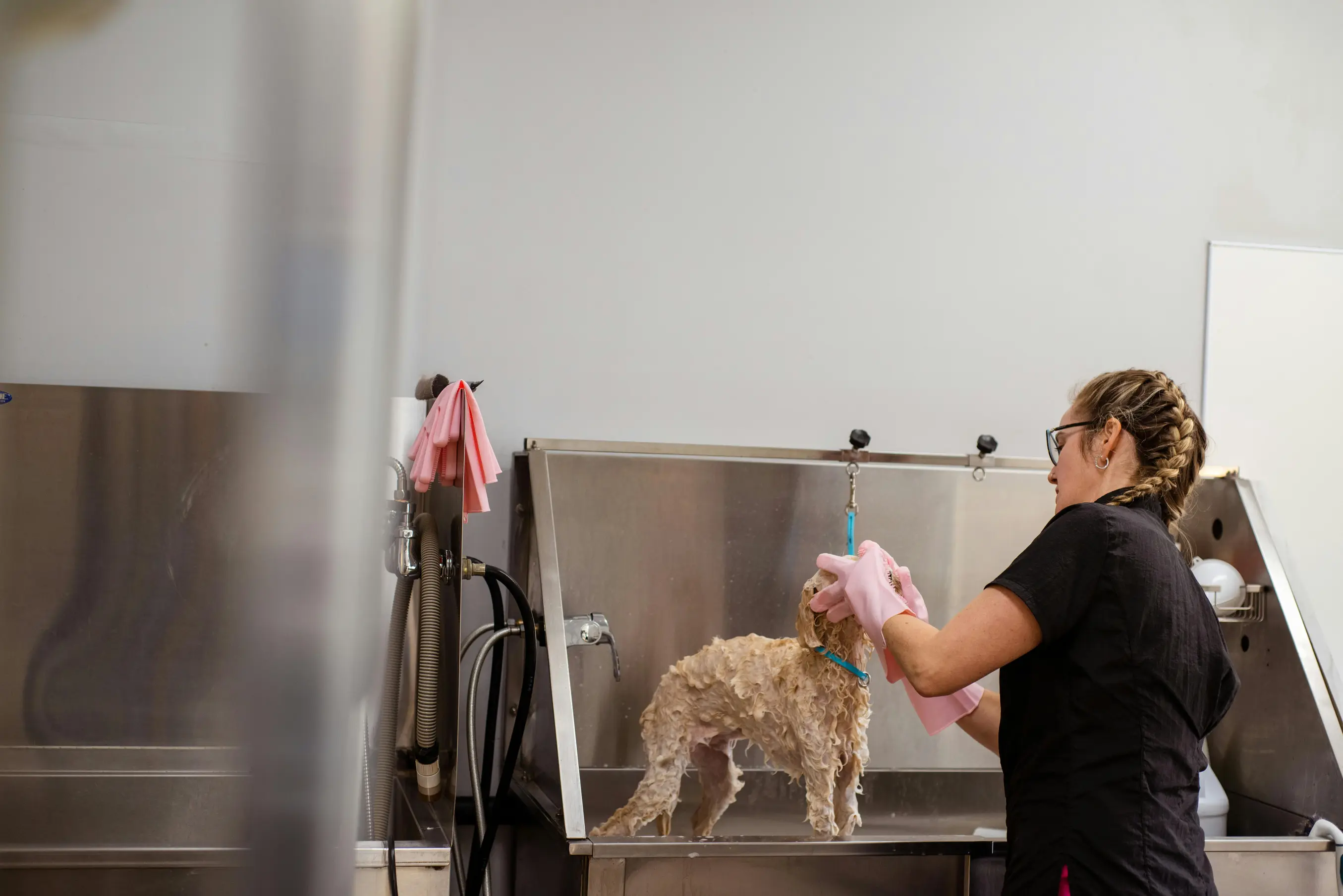 A small dog grooming salon owner managing appointments on a simple, easy-to-use software interface while working with dogs